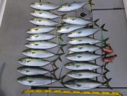 Hit Rush(ヒット ラッシュ） 釣果…