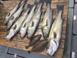 ゲームフィッシング バレントン 釣果