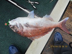 遊漁船 未紗奈 釣果