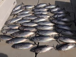 オーシャンキッズ 釣果