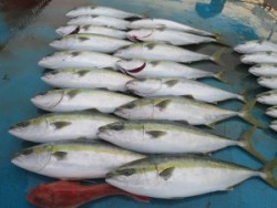 アジアマリンサービス 釣果