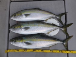 Hit Rush(ヒット ラッシュ） 釣果