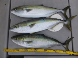 Hit Rush(ヒット ラッシュ） 釣果…