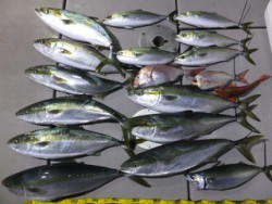 Hit Rush(ヒット ラッシュ） 釣果