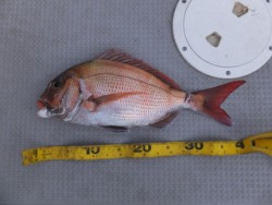 Hit Rush(ヒット ラッシュ） 釣果…