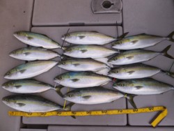 Hit Rush(ヒット ラッシュ） 釣果…