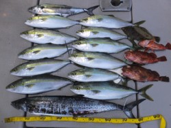 Hit Rush(ヒット ラッシュ） 釣果…