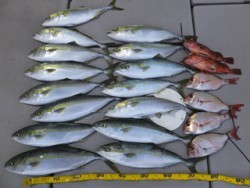 Hit Rush(ヒット ラッシュ） 釣果