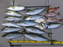 Hit Rush(ヒット ラッシュ） 釣果…