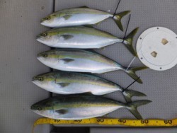 Hit Rush(ヒット ラッシュ） 釣果