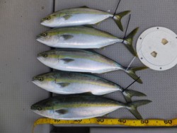 Hit Rush(ヒット ラッシュ） 釣果…