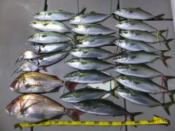 Hit Rush(ヒット ラッシュ） 釣果…