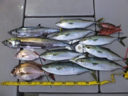 Hit Rush(ヒット ラッシュ） 釣果