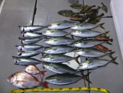 Hit Rush(ヒット ラッシュ） 釣果