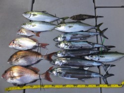 Hit Rush(ヒット ラッシュ） 釣果