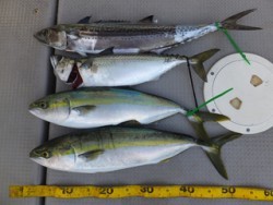 Hit Rush(ヒット ラッシュ） 釣果