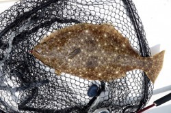 Marine T Design　マリンティーデザイン 釣果