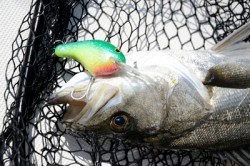 Marine T Design　マリンティーデザイン 釣果