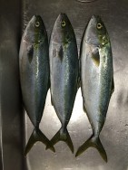 sea boss　シーボス 釣果