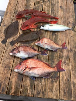 ゲームフィッシング バレントン 釣果