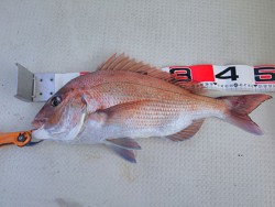 松本釣船２ 釣果