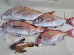 松本釣船２ 釣果