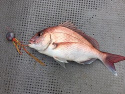 ゲームフィッシング バレントン 釣果