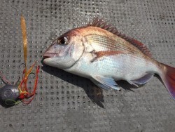 ゲームフィッシング バレントン 釣果