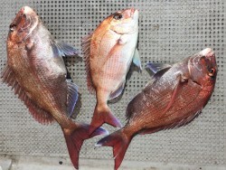 ゲームフィッシング バレントン 釣果