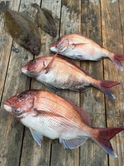 ゲームフィッシング バレントン 釣果