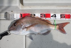 松本釣船２ 釣果