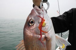 松本釣船２ 釣果