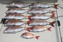 松本釣船２ 釣果