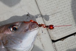 松本釣船２ 釣果