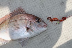 松本釣船２ 釣果