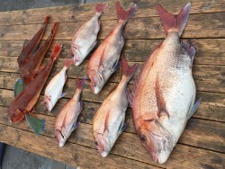 ゲームフィッシング バレントン 釣果