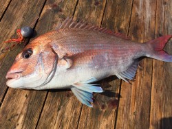 ゲームフィッシング バレントン 釣果