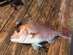 ゲームフィッシング バレントン 釣果