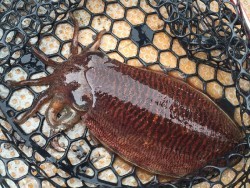 ゲームフィッシング バレントン 釣果