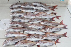 松本釣船２ 釣果