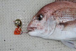 松本釣船２ 釣果