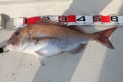 松本釣船２ 釣果