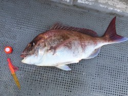 ゲームフィッシング バレントン 釣果