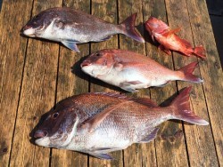 ゲームフィッシング バレントン 釣果