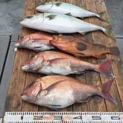 ゲームフィッシング バレントン 釣果