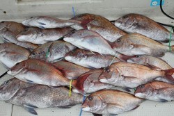 松本釣船２ 釣果