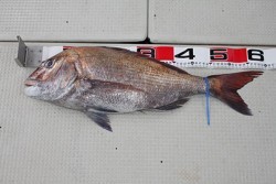 松本釣船２ 釣果