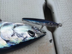 オーシャンキッズ 釣果