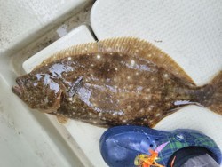 松本釣船２ 釣果