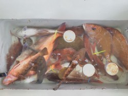 松本釣船２ 釣果